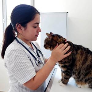 Veterinarian Examining Cat